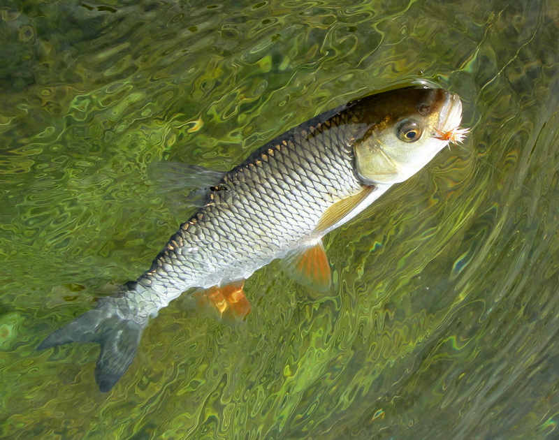Речная рыба хабаровского края фото и названия
